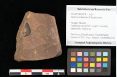 Foto (Objekt + Etikett) von Quercus palaeoilex Ettingshausen (NHMW-GEO-2024-0188-0974)